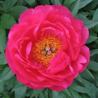 Пион молочноцветковый 'Цитерия' (малиновый анемоноцветный)