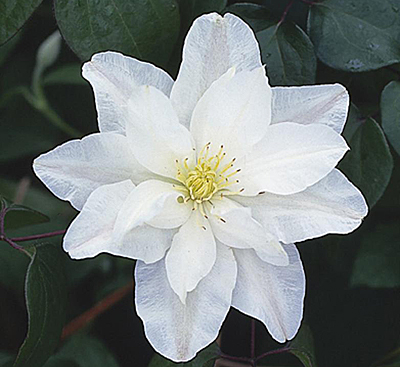 Клематис 'Сильвия Денни'