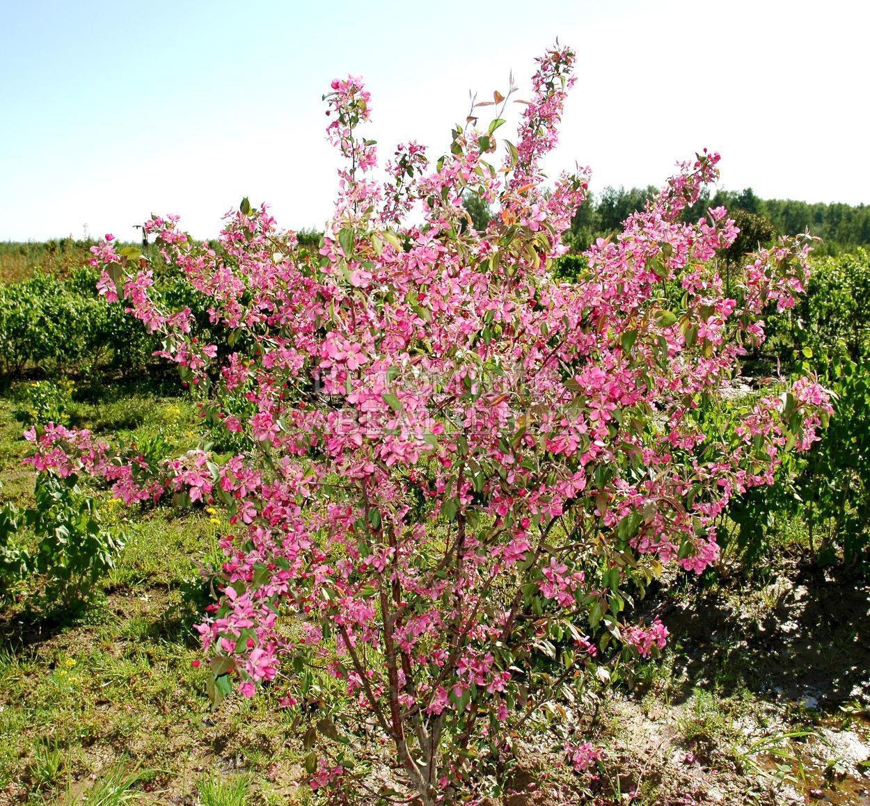 Яблоня декоративная 'Хопа'