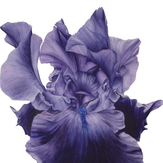 Ирис германский (бородатый) 'Бурка'