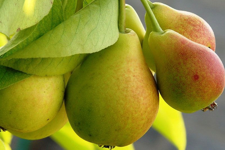 Груша 'Виктория'