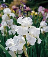 Ирис германский (бородатый) 'Имморталити' 