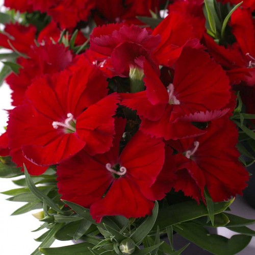 Гвоздика китайская 'Диана Скарлет' (алая)
