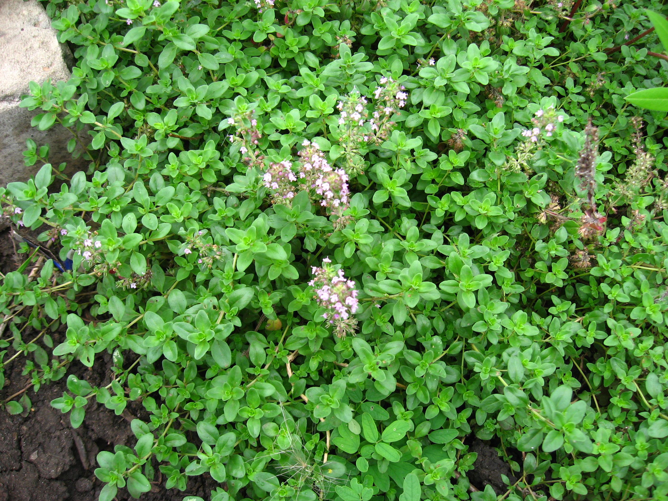 Тимьян ползучий 'Мэджик Карпет'