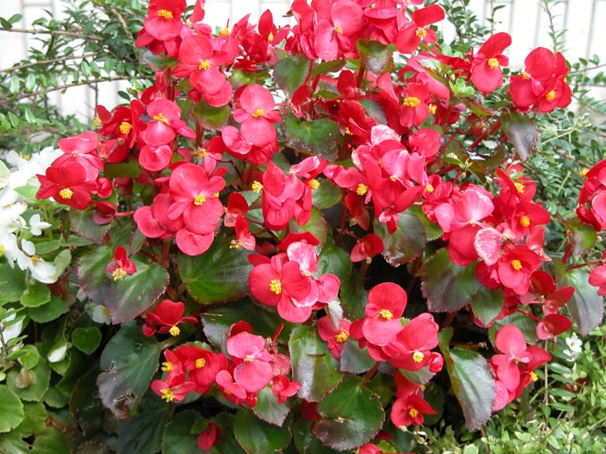 Бегония изящная 'Лотто Скарлет' (красная с зеленым листом)