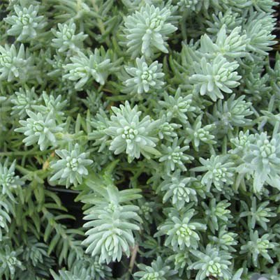 Седум отогнутый (Очиток) 'Блю Спрус'