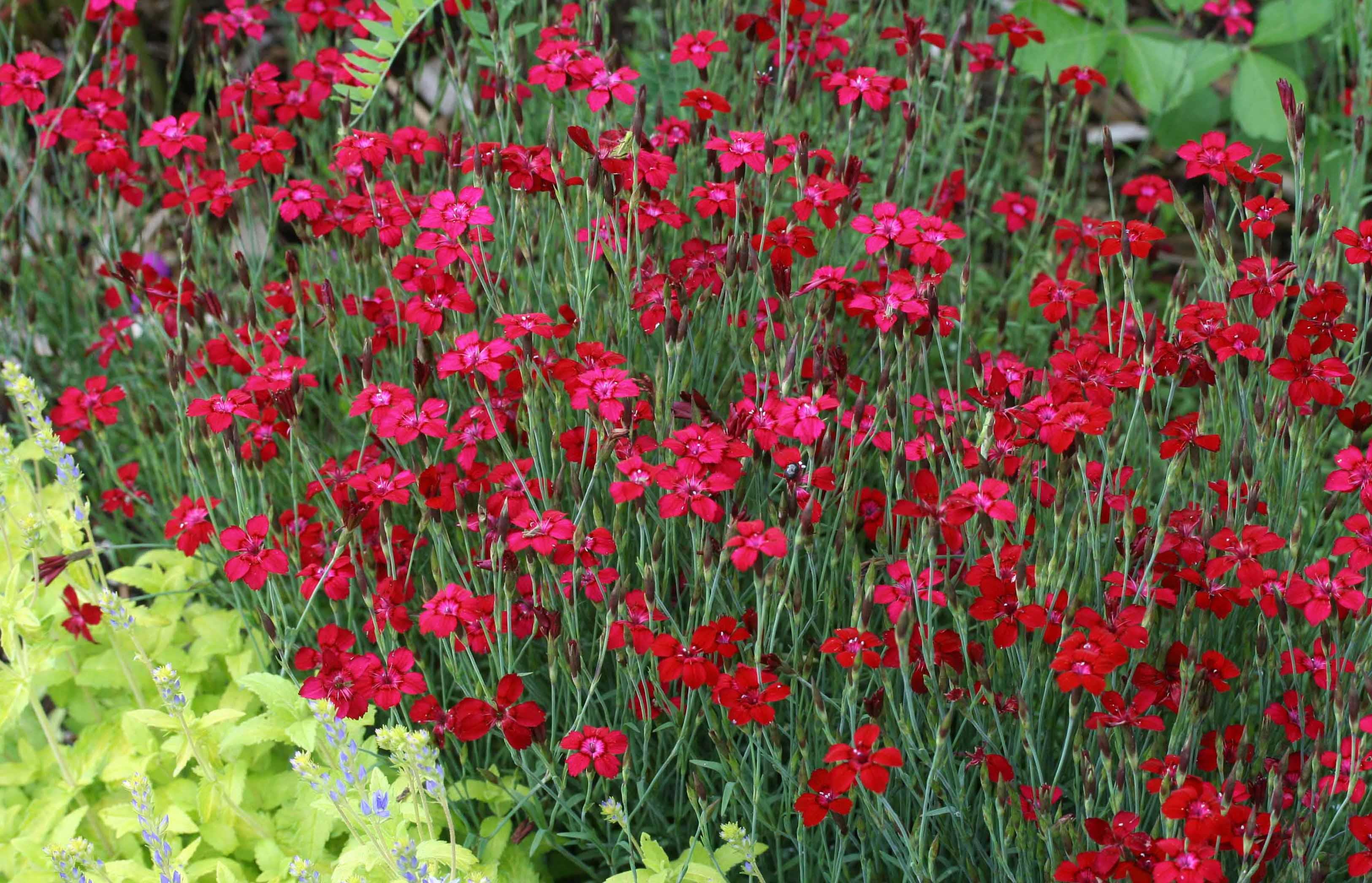 Гвоздика травянка 'Бриллиант' (красная)