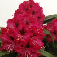 Рододендрон гибридный 'Мари Форте' (винно-красный)