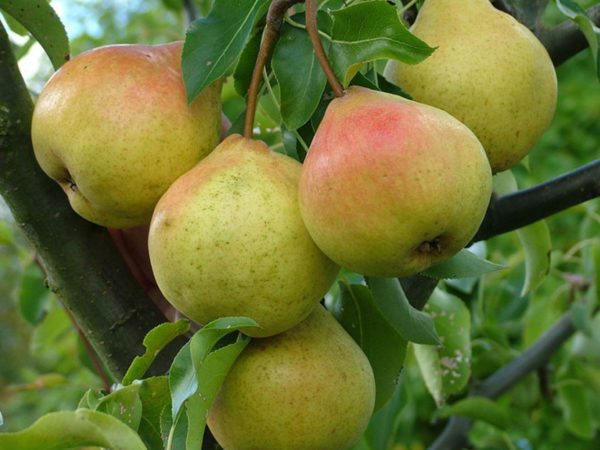 Груша 'Дюшес Московский'