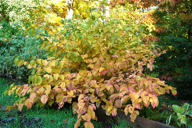 Дерен отпрысковый 'Винтер Флейм'