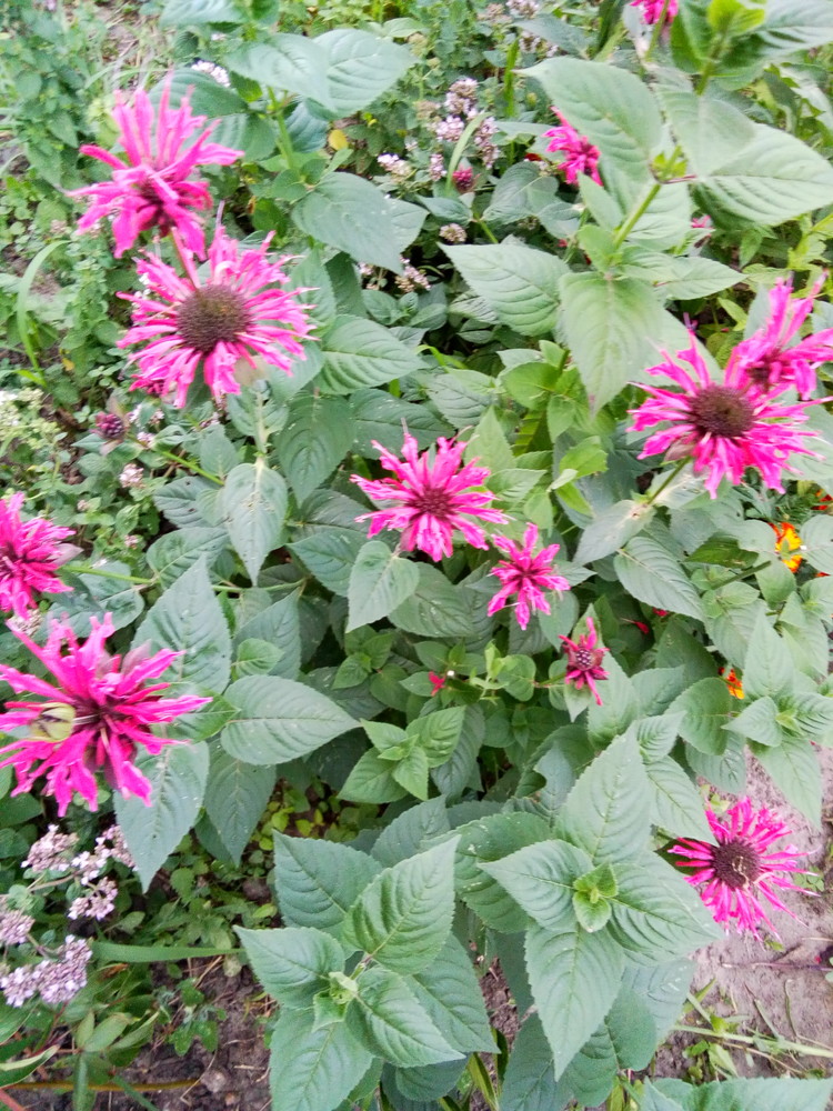 Монарда двойчатая (гибридная) 'Расбери Вайн'