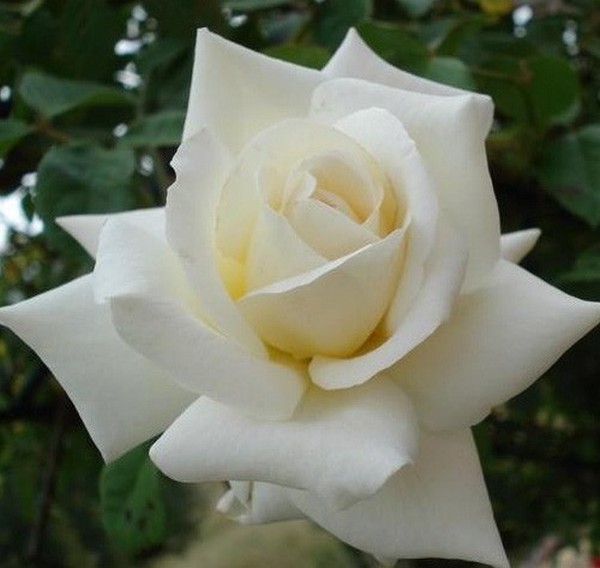 Роза 'Бланш Коломб' (плетистая) (белая)