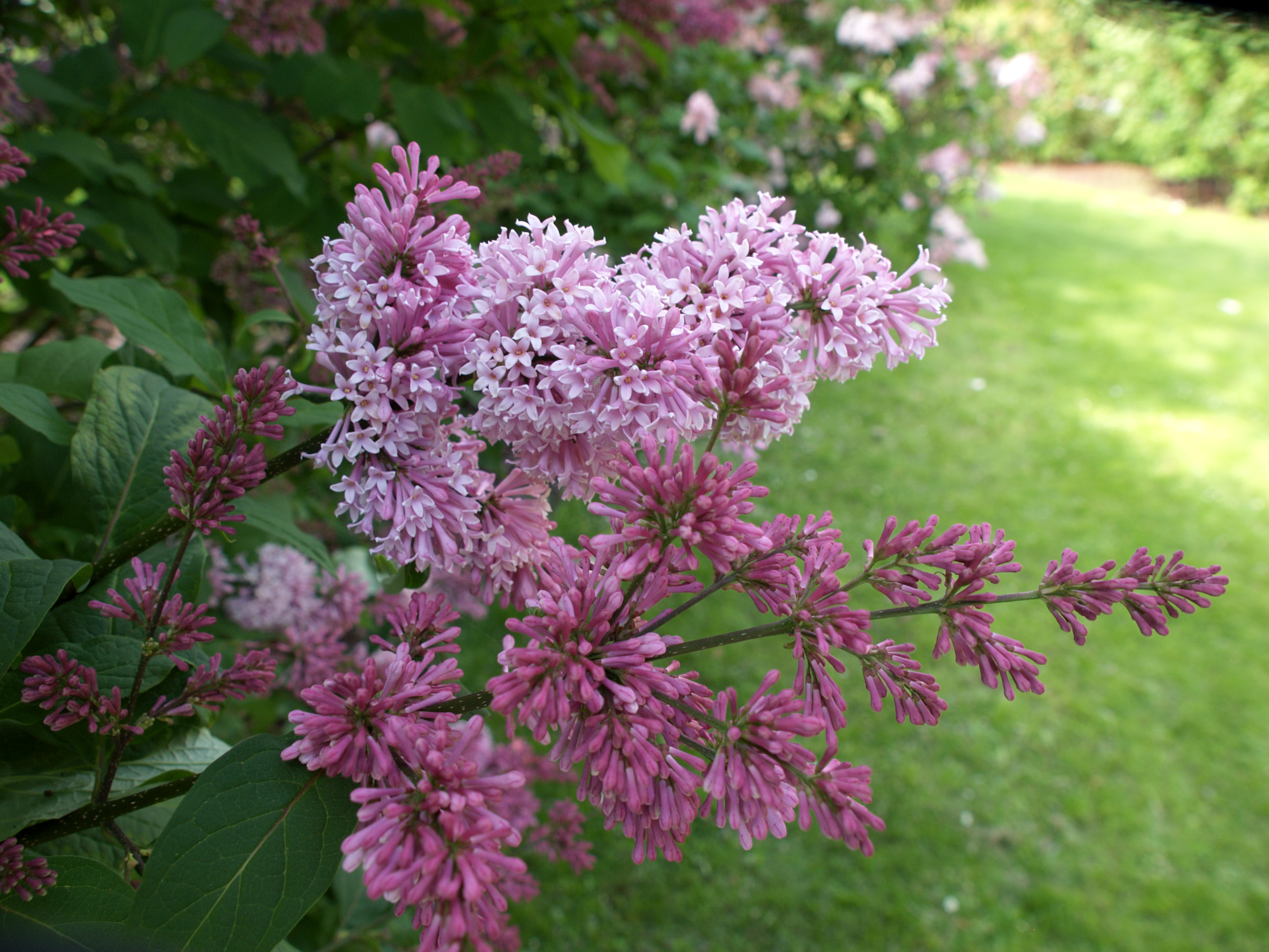 Сирень Престон 'Элинор' (розовая)