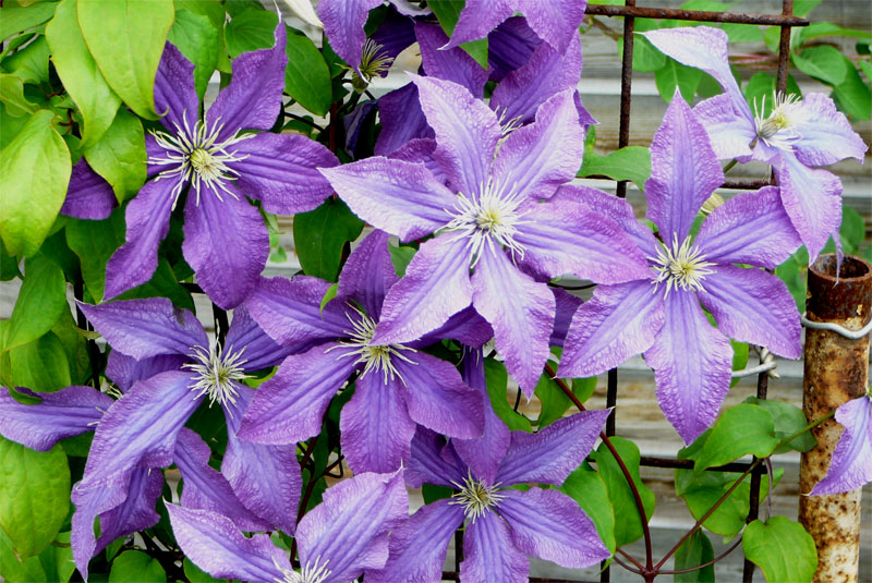 Клематис фиолетовый