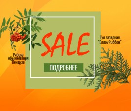 Специальная цена на Тую и Рябину