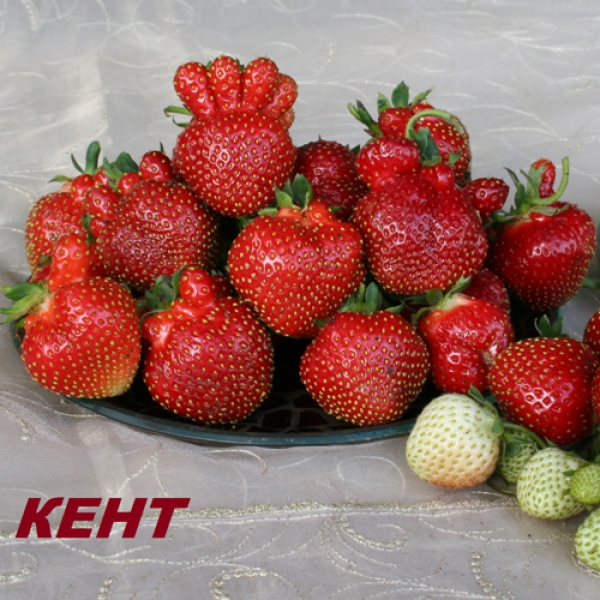 Земляника (клубника) 'Кент'