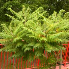 Сумах пушистый (уксусное дерево) 'Диссекта'