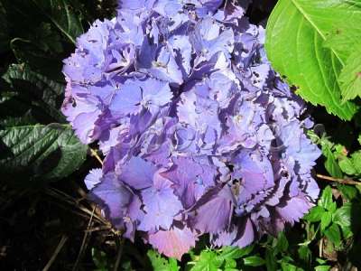 Гортензия крупнолистная 'Замбия'