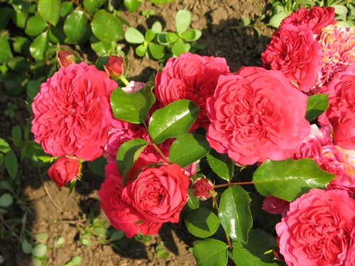 Роза 'Хеллоу' (шраб) (малиново - красная)