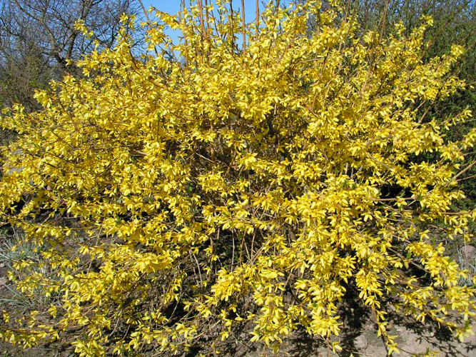 Форзиция промежуточная (средняя) 'Малух'