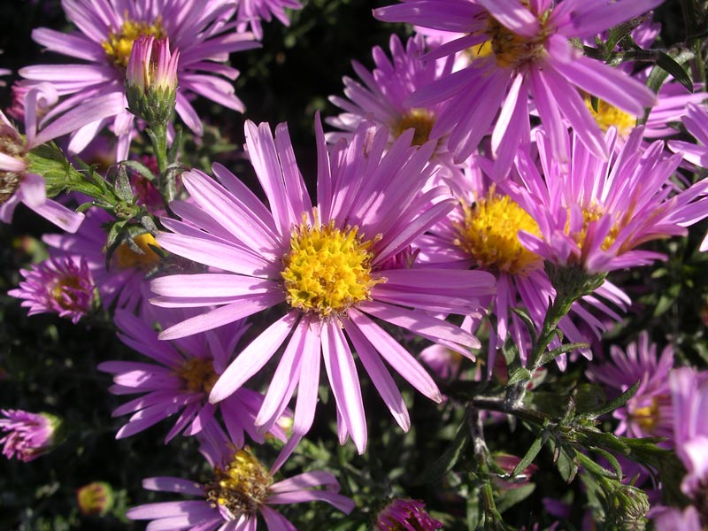 Астра кустовая 'Питер Пэн' (розовая)