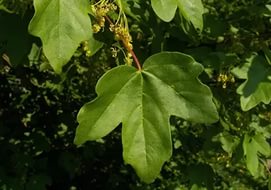 Клен полевой