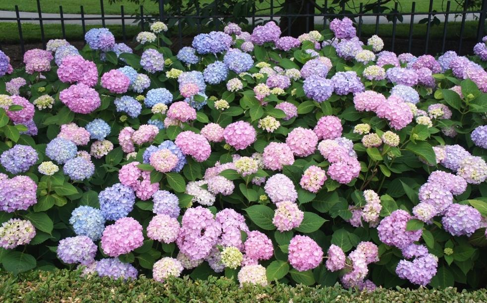 Гортензия крупнолистная 'Бесконечное лето'