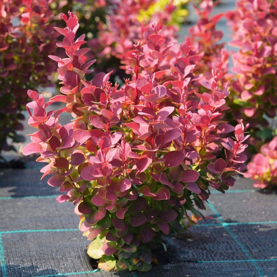 Барбарис Тунберга 'Венис'