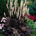 Клопогон ветвистый 'Атропурпурея'