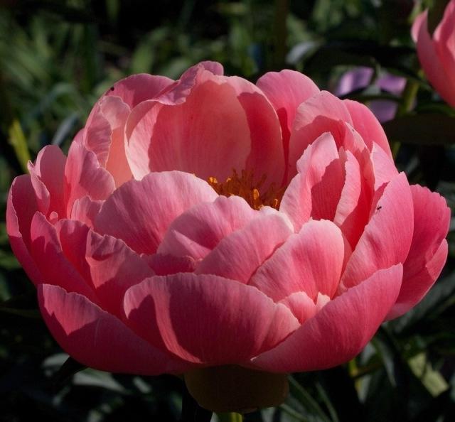 Пион молочноцветковый 'Корал Чарм' (кораловый светлый)