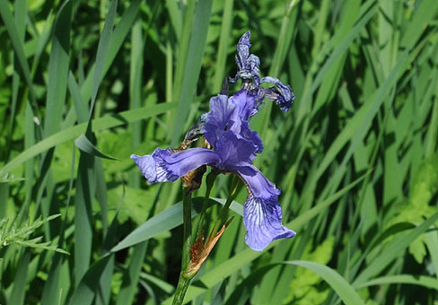 Ирис гибридный