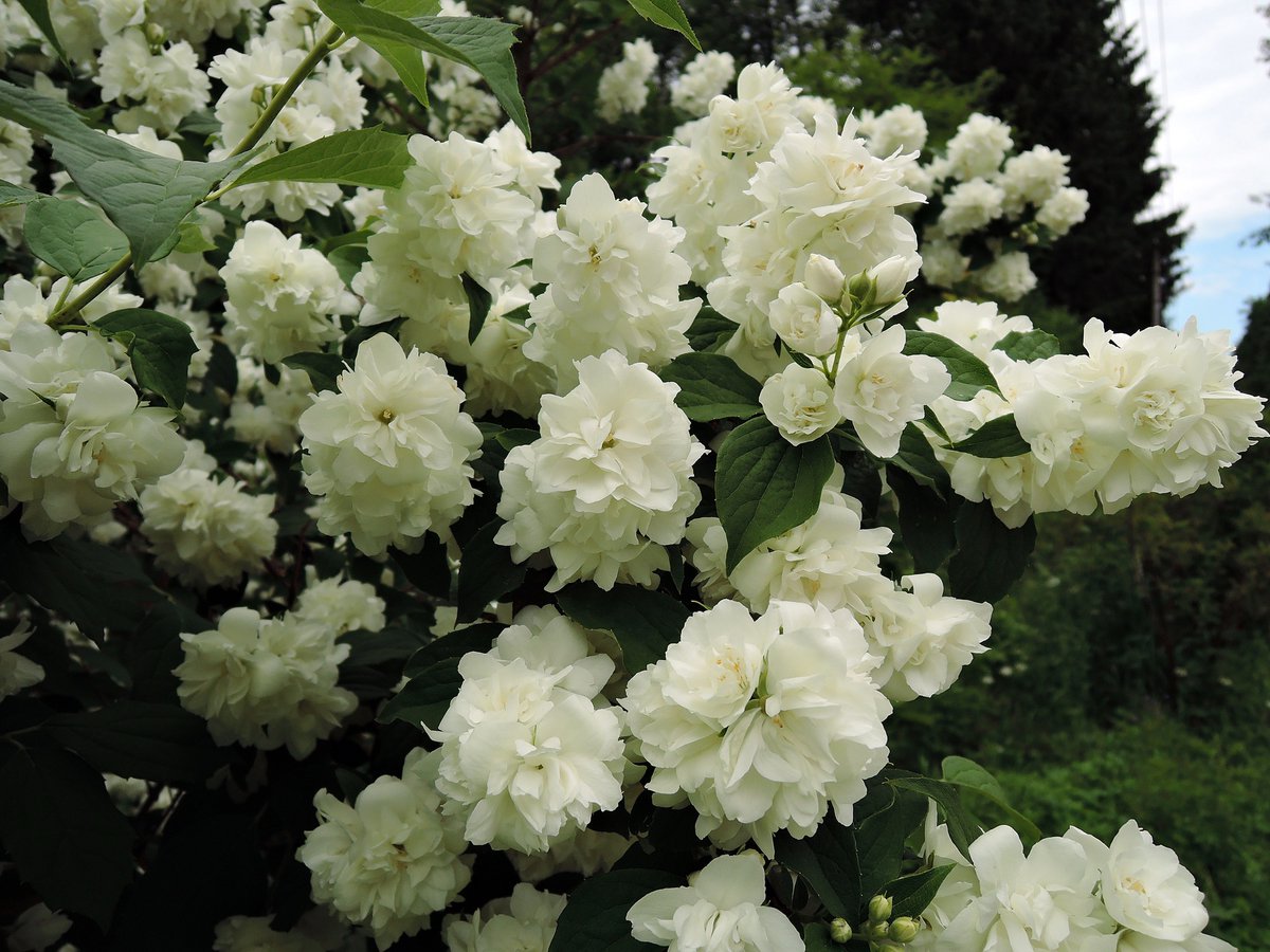 Чубушник 'Шнеештурм'