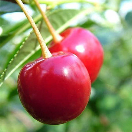 Вишня обыкновенная 'Журавка'