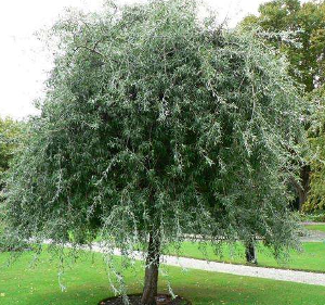 Груша иволистная 'Пендула'