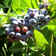 Голубика 'Ранкокас'
