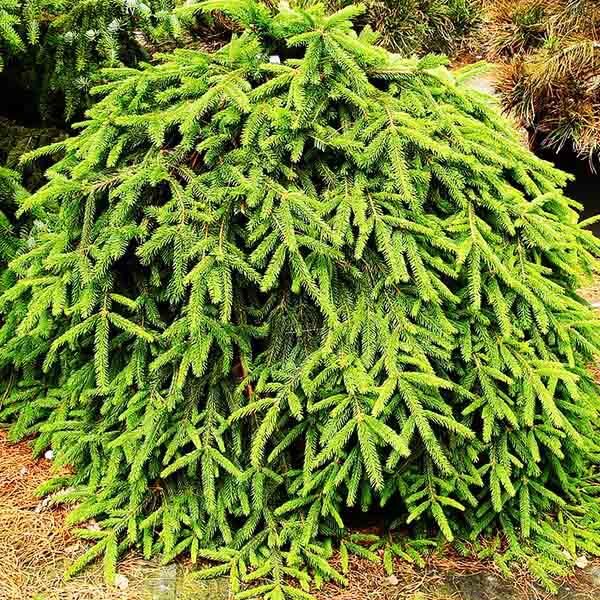 Ель обыкновенная (европейская) 'Форманек'