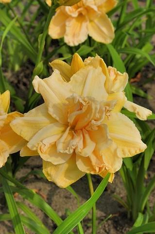 Лилейник гибридный 'Ванилла Флаф'