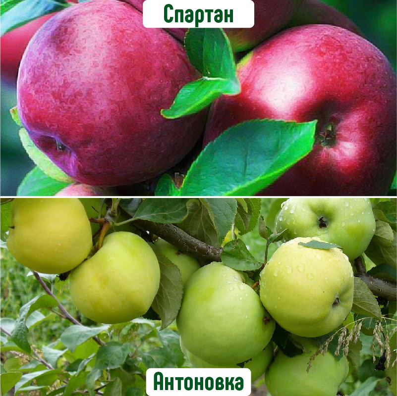 Яблоня домашняя 'Спартан/Антоновка' (двойная прививка)