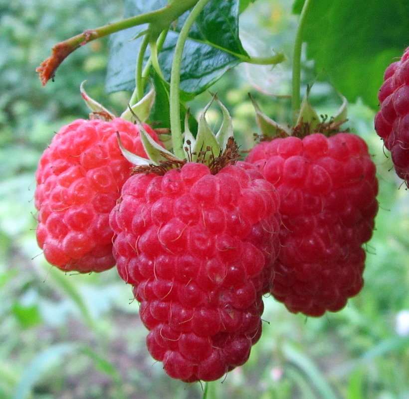 Малина 'Гордость России'