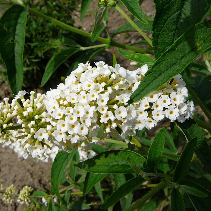 Буддлея Давида 'Уайт Болл'