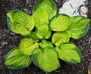 Хоста гибридная (вздутая, волнистая) 'Рейнфорест Санрайз'