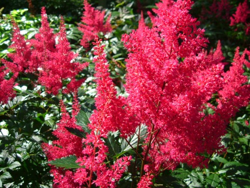 Астильба японская 'Монтгомери' (красно - пурпурная)