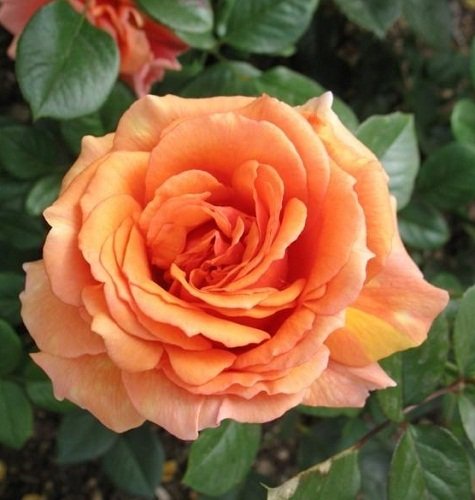 Роза 'Ашрам' (чайно-гибридная) (персиковая)