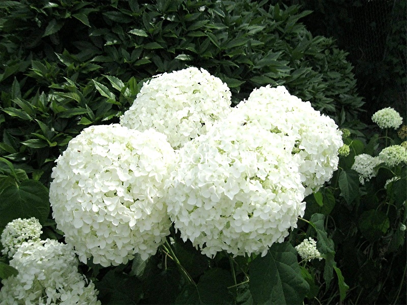 Гортензия древовидная 'Стронг Аннабель'