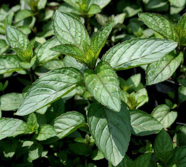 Мята 'Гранада'