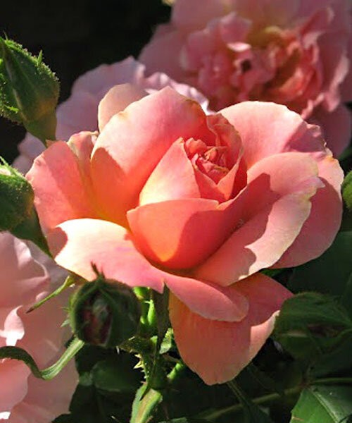 Роза 'Фаворит' (флорибунда) (лососевая)