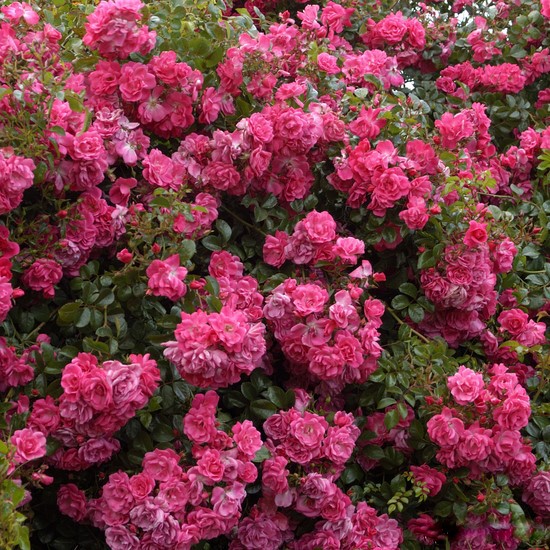 Роза 'Пальменгартен Франкфурт' (почвопокровная) (розовая)