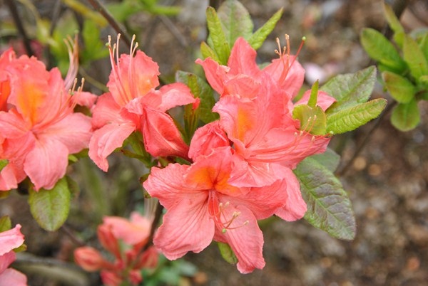 Рододендрон желтый (азалия) 'Пинк Делайт' (розовый)