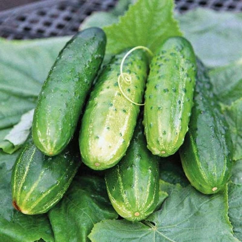 Огурец 'Конкурент'