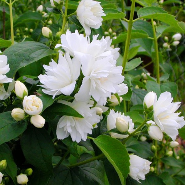 Чубушник венечный 'Жирандоль'